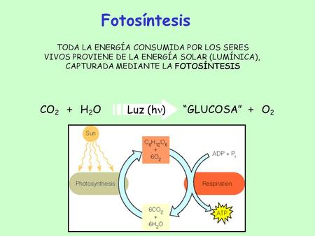 Fotosíntesis CO2 H2O “GLUCOSA” O2 Luz (hn) +