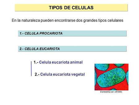 TIPOS DE CELULAS En la naturaleza pueden encontrarse dos grandes tipos celulares 1.- CELULA PROCARIOTA 2.- CELULA EUCARIOTA 1.- Celula eucariota animal.