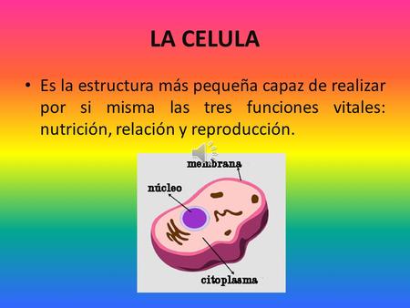LA CELULA Es la estructura más pequeña capaz de realizar por si misma las tres funciones vitales: nutrición, relación y reproducción.