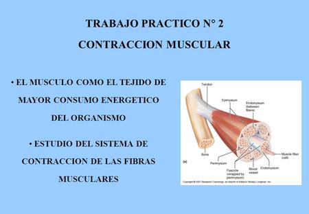 TRABAJO PRACTICO N 2 CONTRACCION MUSCULAR