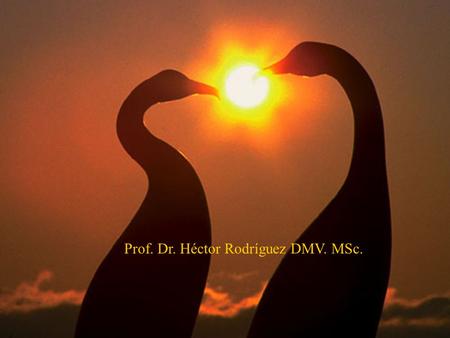 Prof. Dr. Héctor Rodríguez DMV. MSc.