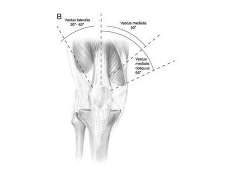 COMPARTIMENTO POSTERIOR Semimembranoso: Flexión y rotación interna de rodilla, extensión y rotación interna de coxofemoral Resiste la abducción excesiva.