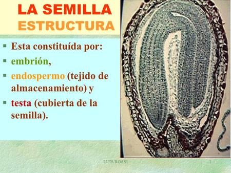 LA SEMILLA ESTRUCTURA Esta constituída por: embrión,