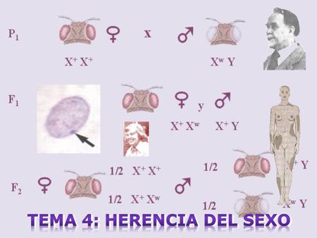 Tema 4: Herencia del sexo