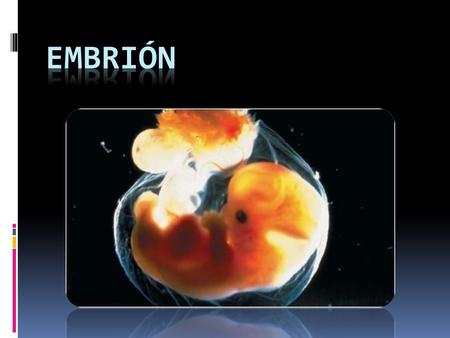 Embrión.