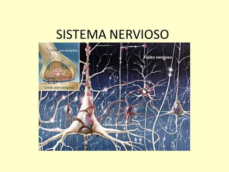 SISTEMA NERVIOSO.