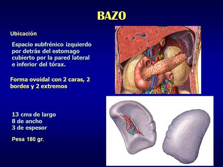 BAZO Ubicación Espacio subfrénico izquierdo por detrás del estomago
