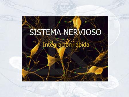 SISTEMA NERVIOSO Integración rápida.