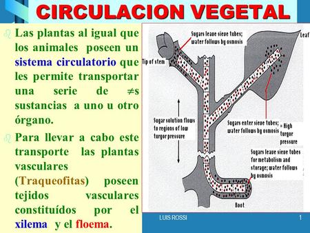 CIRCULACION VEGETAL Las plantas al igual que los animales poseen un sistema circulatorio que les permite transportar una serie de s sustancias a uno.