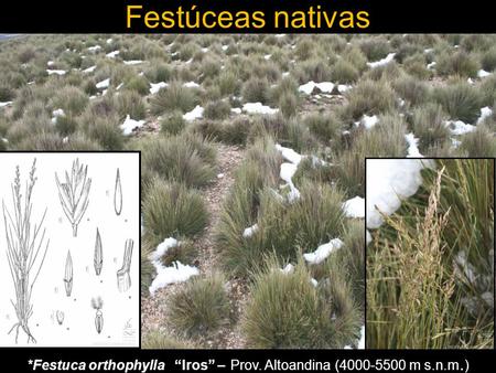 *Festuca orthophylla “Iros” – Prov. Altoandina ( m s.n.m.)