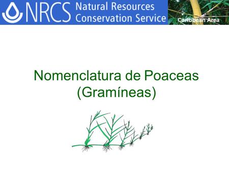 Nomenclatura de Poaceas (Gramíneas)