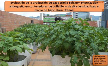 Evaluación de la producción de papa criolla Solanum phureja, clon antioqueño en contenedores de polietileno de alta densidad bajo el marco de Agricultura.