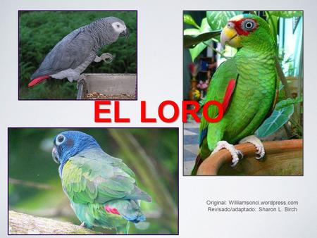 EL LORO Original: Williamsonci.wordpress.com Revisado/adaptado: Sharon L. Birch.
