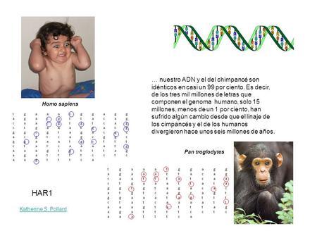 … nuestro ADN y el del chimpancé son idénticos en casi un 99 por ciento. Es decir, de los tres mil millones de letras que componen el genoma humano, solo.