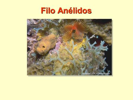 Filo Anélidos.