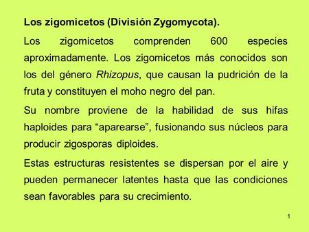 Los zigomicetos (División Zygomycota).