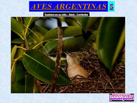 AVES ARGENTINAS 5 Espinero en su nido – Iberá - Corrientes.