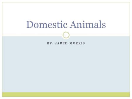 Domestic Animals By: Jared Morris.
