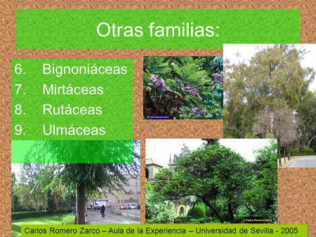 Otras familias: 6.Bignoniáceas 7.Mirtáceas 8.Rutáceas 9.Ulmáceas Carlos Romero Zarco – Aula de la Experiencia – Universidad de Sevilla - 2005.