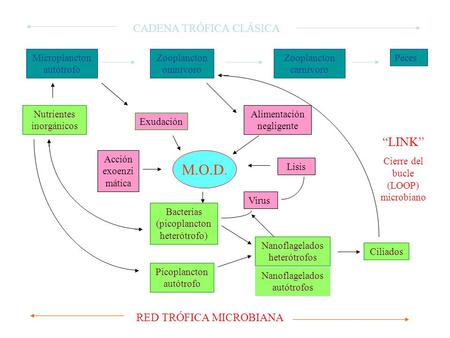M.O.D. “LINK” CADENA TRÓFICA CLÁSICA RED TRÓFICA MICROBIANA