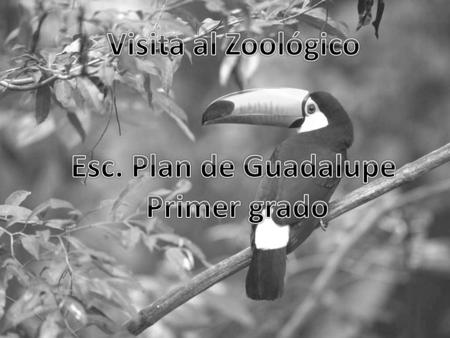 Visita al Zoológico Esc. Plan de Guadalupe Primer grado.