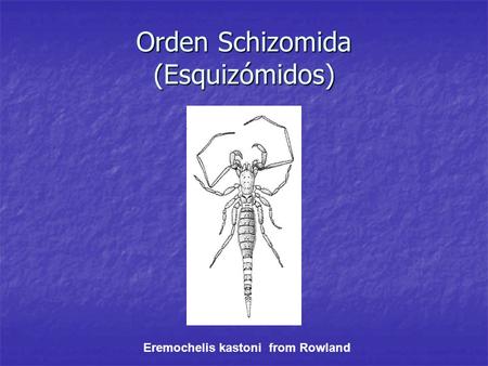 Orden Schizomida (Esquizómidos)