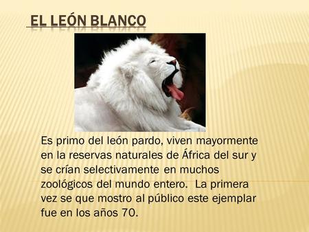 El León blanco Es primo del león pardo, viven mayormente en la reservas naturales de África del sur y se crían selectivamente en muchos zoológicos del.