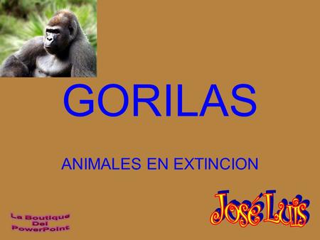 GORILAS ANIMALES EN EXTINCION Los gorilas se desplazan generalmente en cuatro patas. Sus extremidades anteriores son más alargadas que las posteriores.