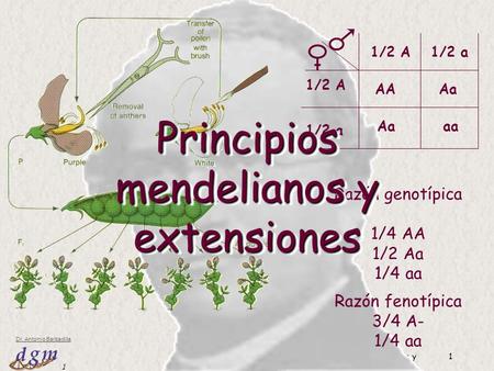 Principios mendelianos y extensiones