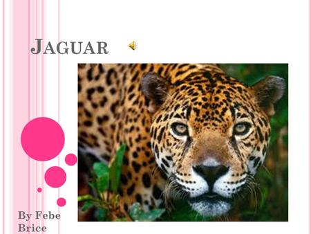 J AGUAR By Febe Brice. Hello I’m Jana the Jaguar. I’m here to tell you all about Jaguars. My kind are often mistaken for the leopard. We have spots like.