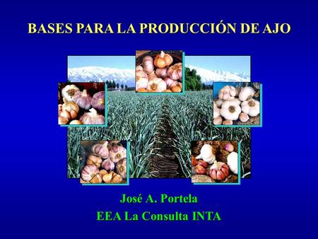 BASES PARA LA PRODUCCIÓN DE AJO