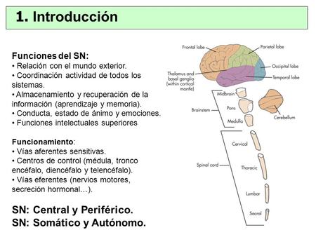 1. Introducción SN: Central y Periférico. SN: Somático y Autónomo.