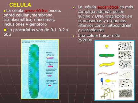 CELULA La célula eucariótica es más compleja además posee núcleo y DNA organizado en cromosomas y orgánulos internos como mitocondrias y cloroplastos.