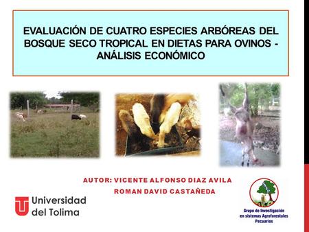 EVALUACIÓN DE CUATRO ESPECIES ARBÓREAS DEL BOSQUE SECO TROPICAL EN DIETAS PARA OVINOS - ANÁLISIS ECONÓMICO AUTOR: VICENTE ALFONSO DIAZ AVILA ROMAN DAVID.