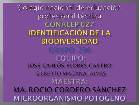 Colegio nacional de educación profesional técnica conalep 027 identificación de la biodiversidad Grupo: 206 equipo: José Carlos flores castro Gilberto.