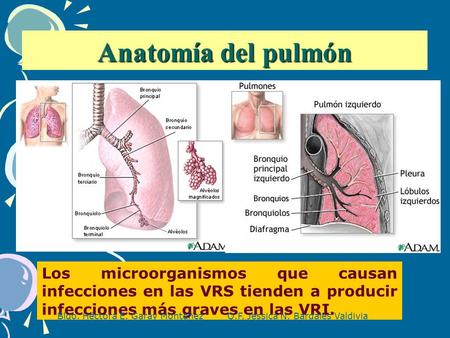 Anatomía del pulmón Los microorganismos que causan infecciones en las VRS tienden a producir infecciones más graves en las VRI. Blgo. Héctora E. Garay.