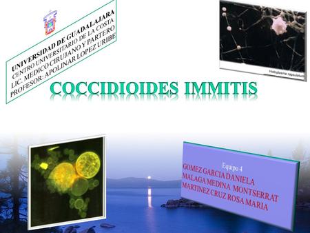 CLASIFICACIÓN CIENTÍFICA GENERALIDADES FASESSAPRÓFICA A) Hifas tabicadas 2-4um B) Artrocodidias 3-6um PARASITARIA 10-80um Esférulas con endoesporas.