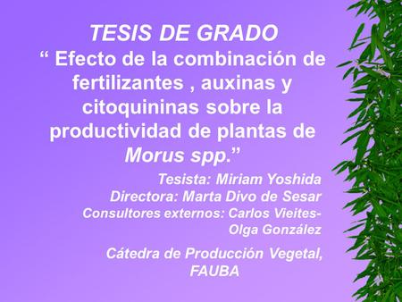 TESIS DE GRADO “ Efecto de la combinación de fertilizantes, auxinas y citoquininas sobre la productividad de plantas de Morus spp.” Tesista: Miriam Yoshida.