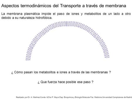 La membrana plasmática impide el paso de iones y metabolitos de un lado a otro debido a su naturaleza hidrofóbica. Realizado por Dr. A. Martínez-Conde.