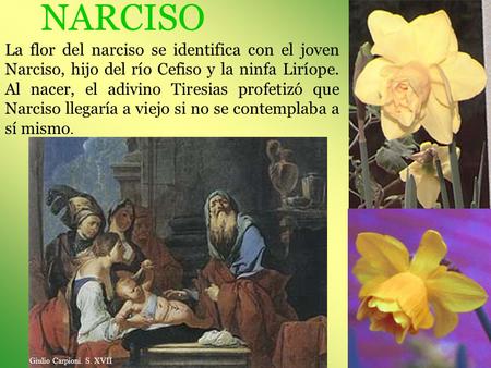 NARCISO La flor del narciso se identifica con el joven Narciso, hijo del río Cefiso y la ninfa Liríope. Al nacer, el adivino Tiresias profetizó que Narciso.
