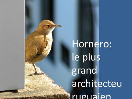 Hornero: le plus grand architecteu ruguaien.