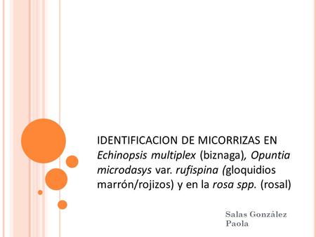 IDENTIFICACION DE MICORRIZAS EN Echinopsis multiplex (biznaga), Opuntia microdasys var. rufispina (gloquidios marrón/rojizos) y en la rosa spp. (rosal)