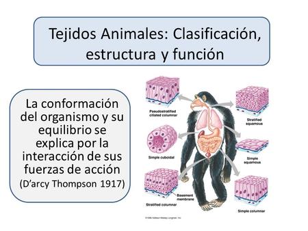 Tejidos Animales: Clasificación, estructura y función