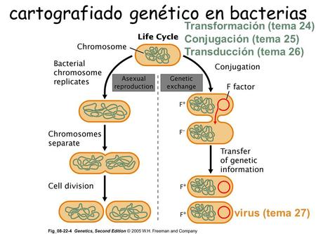 Cartografiado genético en bacterias Transformación (tema 24) Conjugación (tema 25) Transducción (tema 26) virus (tema 27)