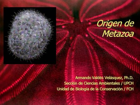 Origen de Metazoa Armando Vald é s Vel á squez, Ph.D. Secci ó n de Ciencias Ambientales / UPCH Unidad de Biolog í a de la Conservaci ó n / FCH Armando.