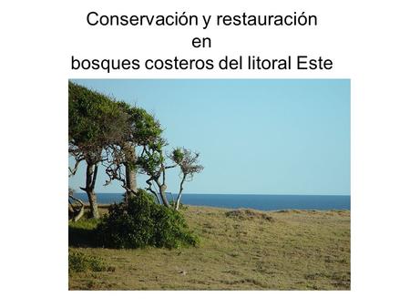 Conservación y restauración en bosques costeros del litoral Este.