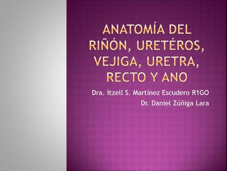 Anatomía del riñón, uretÉros, vejiga, uretra, recto y ano