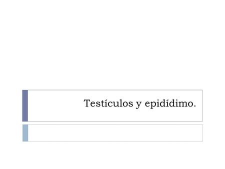 Testículos y epidídimo.