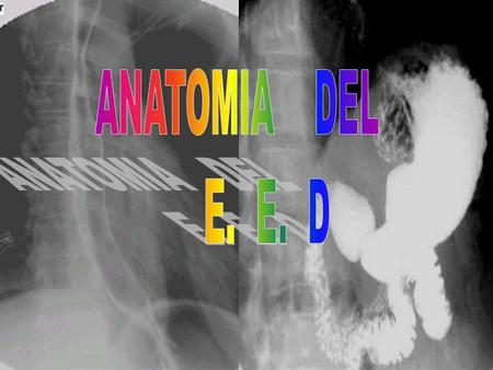 ANATOMIA DEL E. E. D.
