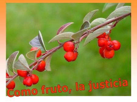 “Si el grano de trigo no cae en tierra y muere, queda él solo; pero si muere, da mucho fruto”